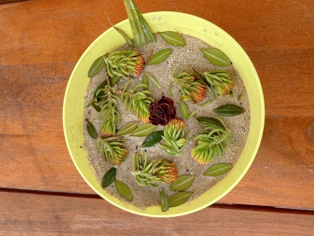 pretend food made from nature items, nature food, nature pretend food, outdoor pretend play, outdoor play ideas, outdoor nature salad, outdoor play ideas, backyard play ideas, nature play ideas, games in the backyard, creative nature play